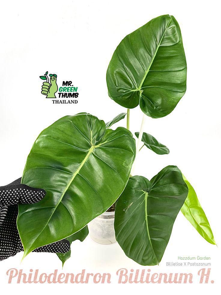 Philodendron