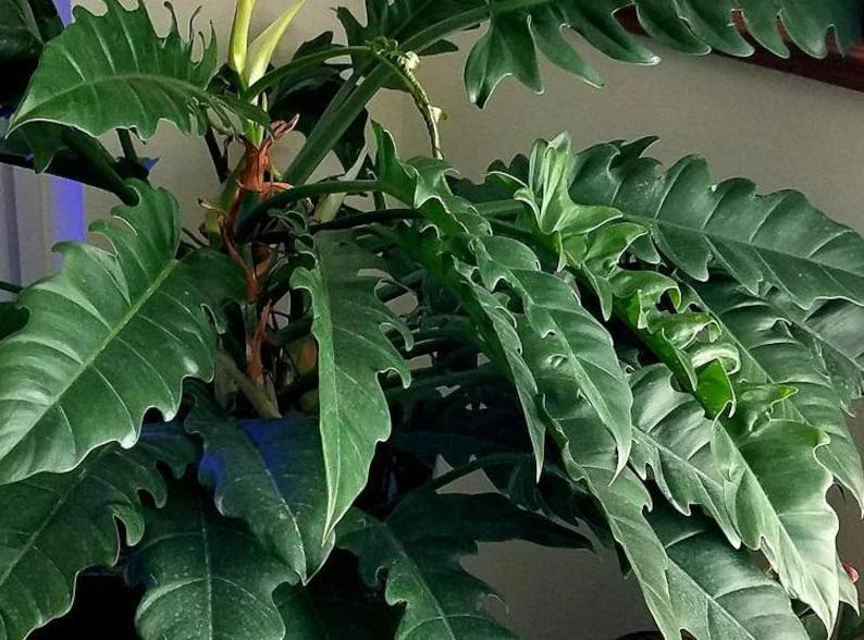 Philodendron