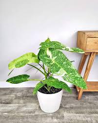 Philodendron
