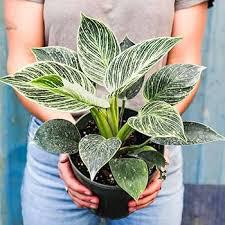 Philodendron