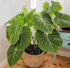 Philodendron