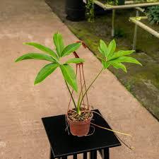 Philodendron