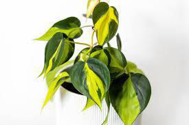 Philodendron Brasil