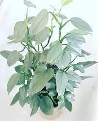 Philodendron Silver Sword