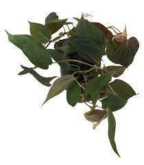 Philodendron sp. Mican