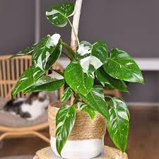 Philodendron