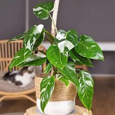 Philodendron