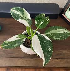 Philodendron