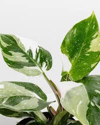 Philodendron