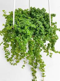 Pilea