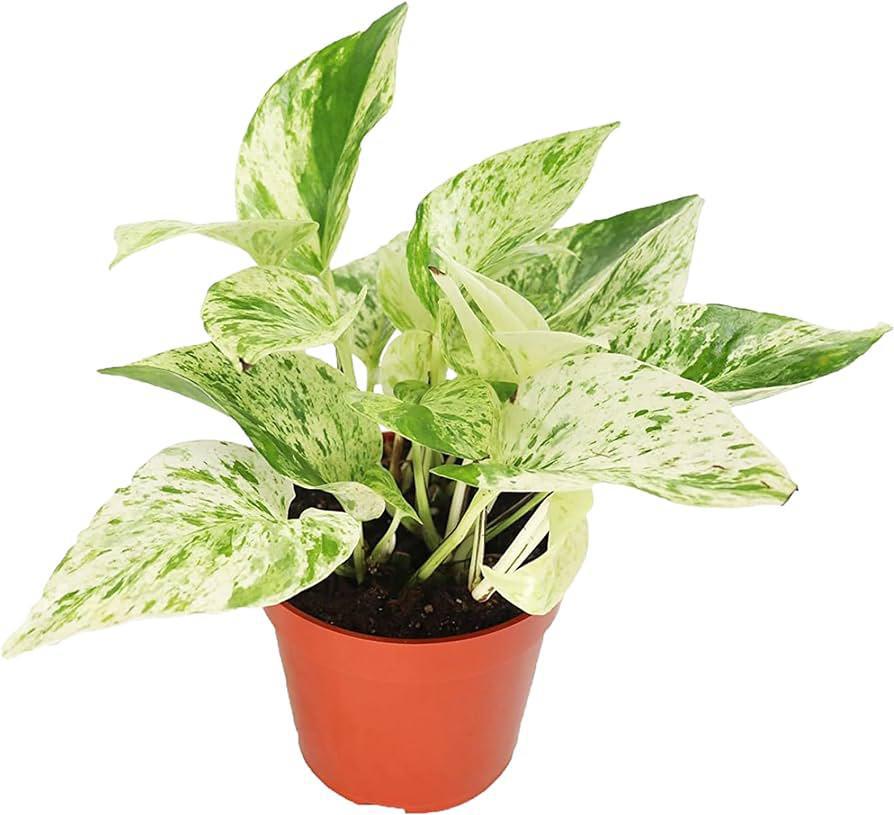 Pothos