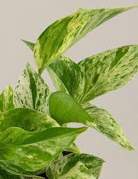 Pothos