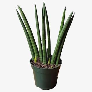 Sansevieria Cylindrica