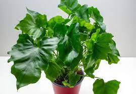 Shangri La Pothos