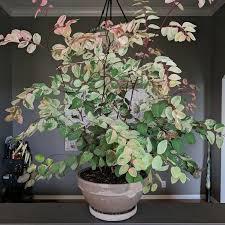 Snow Bush
