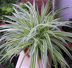 Spider Plant Reverse