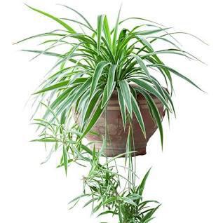 Spider Plant