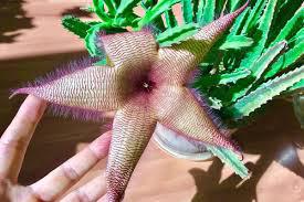 Stapelia Starfish Cactus