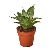 Starlight Snake Plant