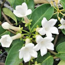 Stephanotis floribunda 'Bridal Veil Vine