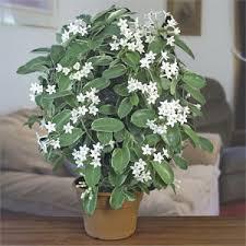 Stephanotis floribunda 'Bridal Veil Vine