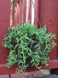 String of banana