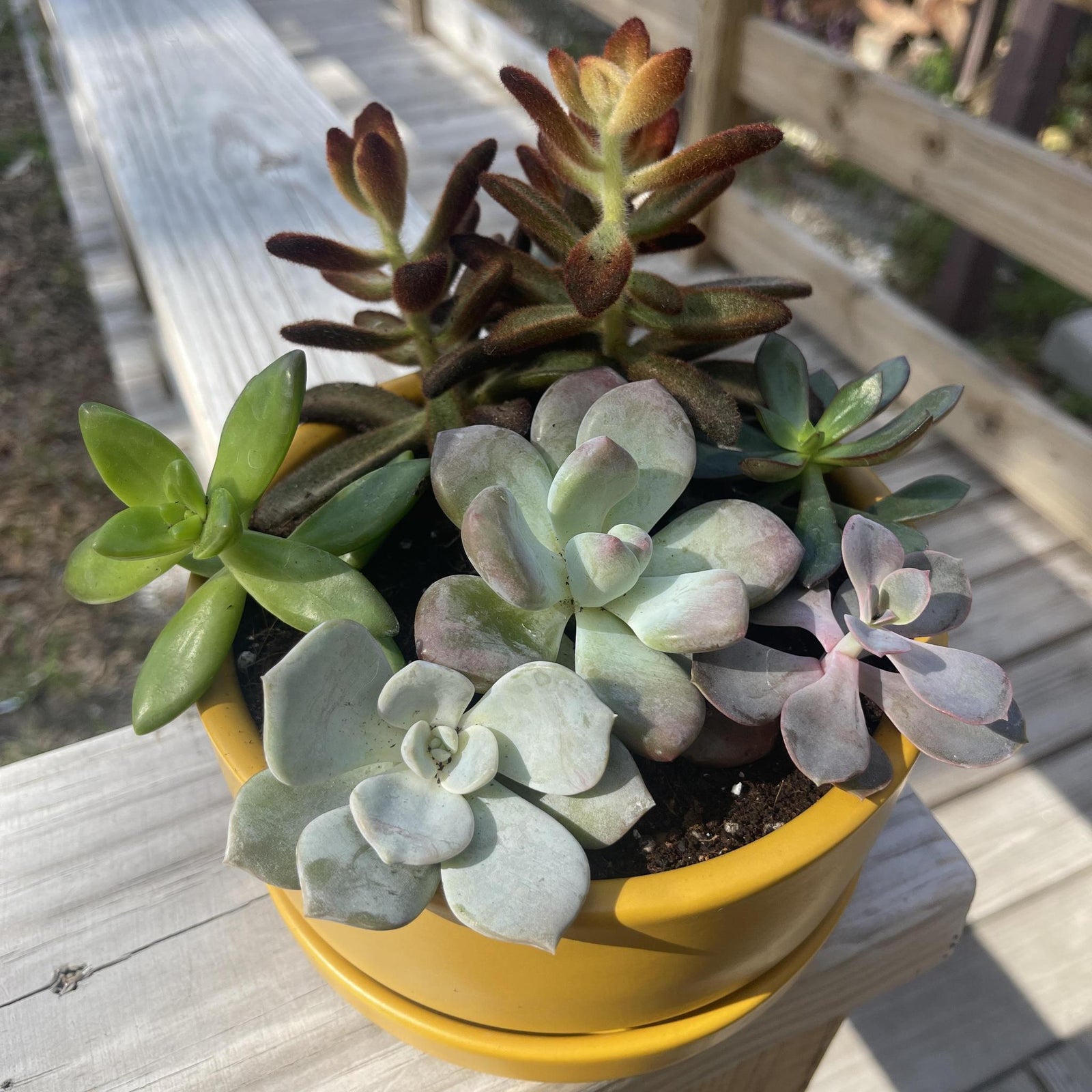 Succulent Garden Workshop