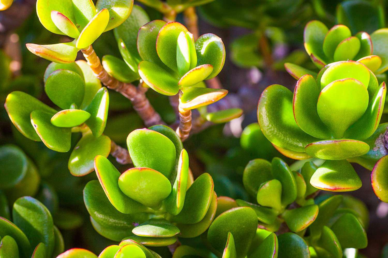 Succulent