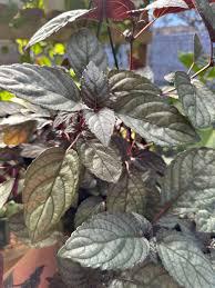 Waffle Plant