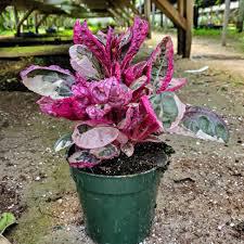 Waffle Plant