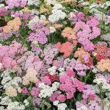 Yarrow