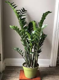 ZZ Plant
