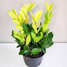 ZZ Plant