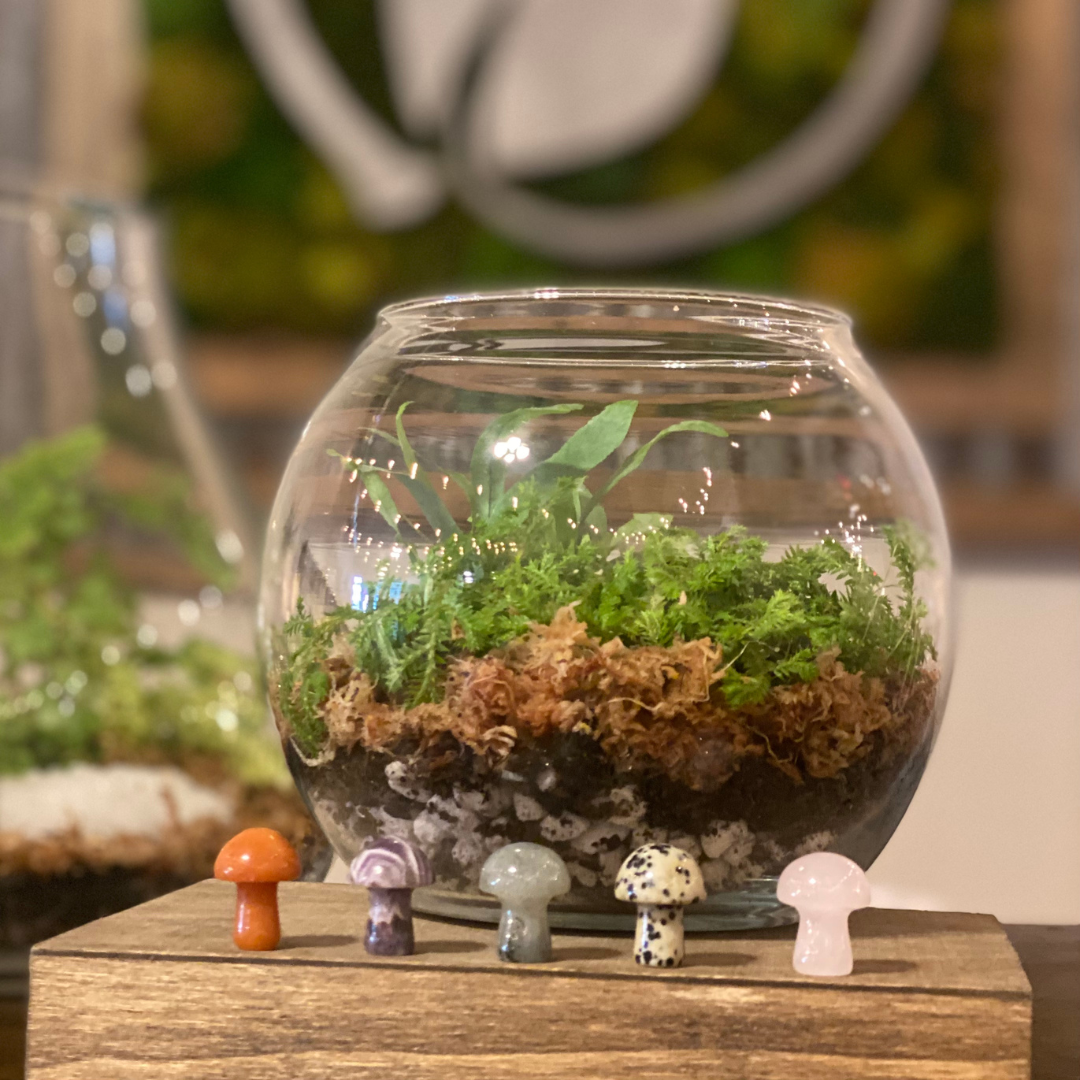 Build a Terrarium Workshop