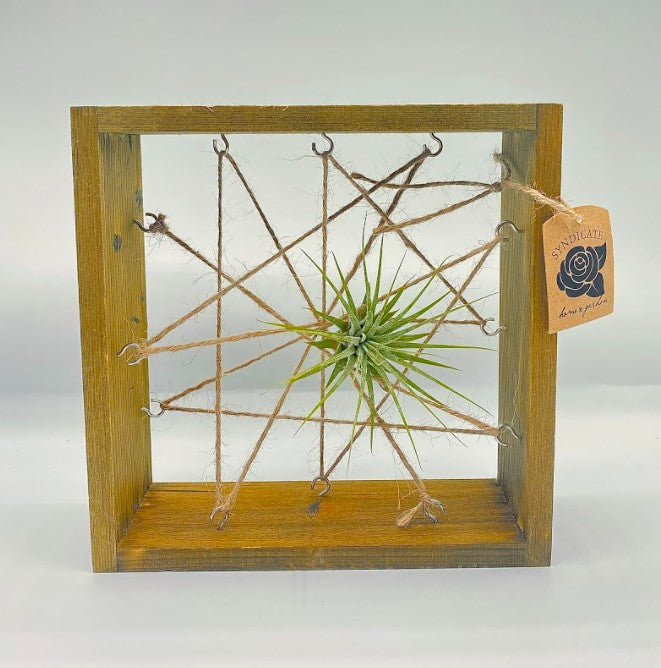 7" Air Plant Frame - Natural