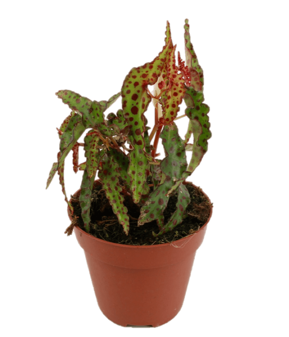 Begonia