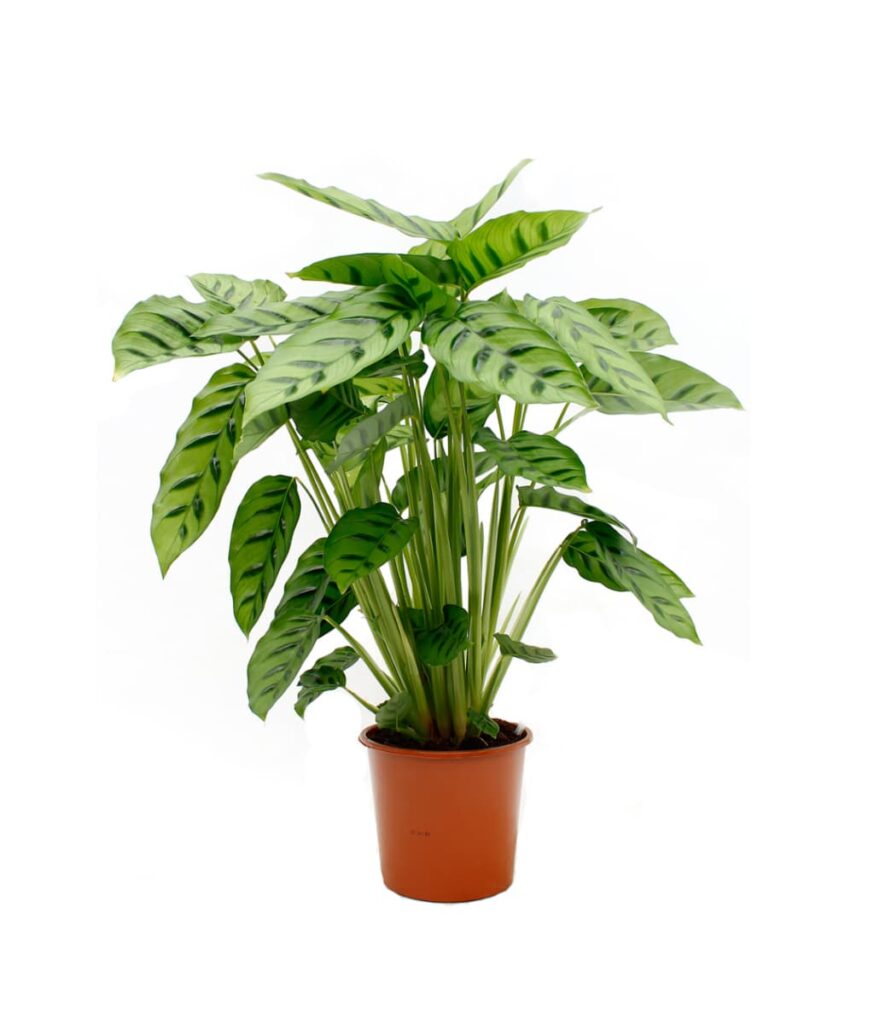 The Apopka 6" Calathea Leopardina displays broad, green oval leaves with dark patterns in a small brown plastic pot, shown against a plain white background.