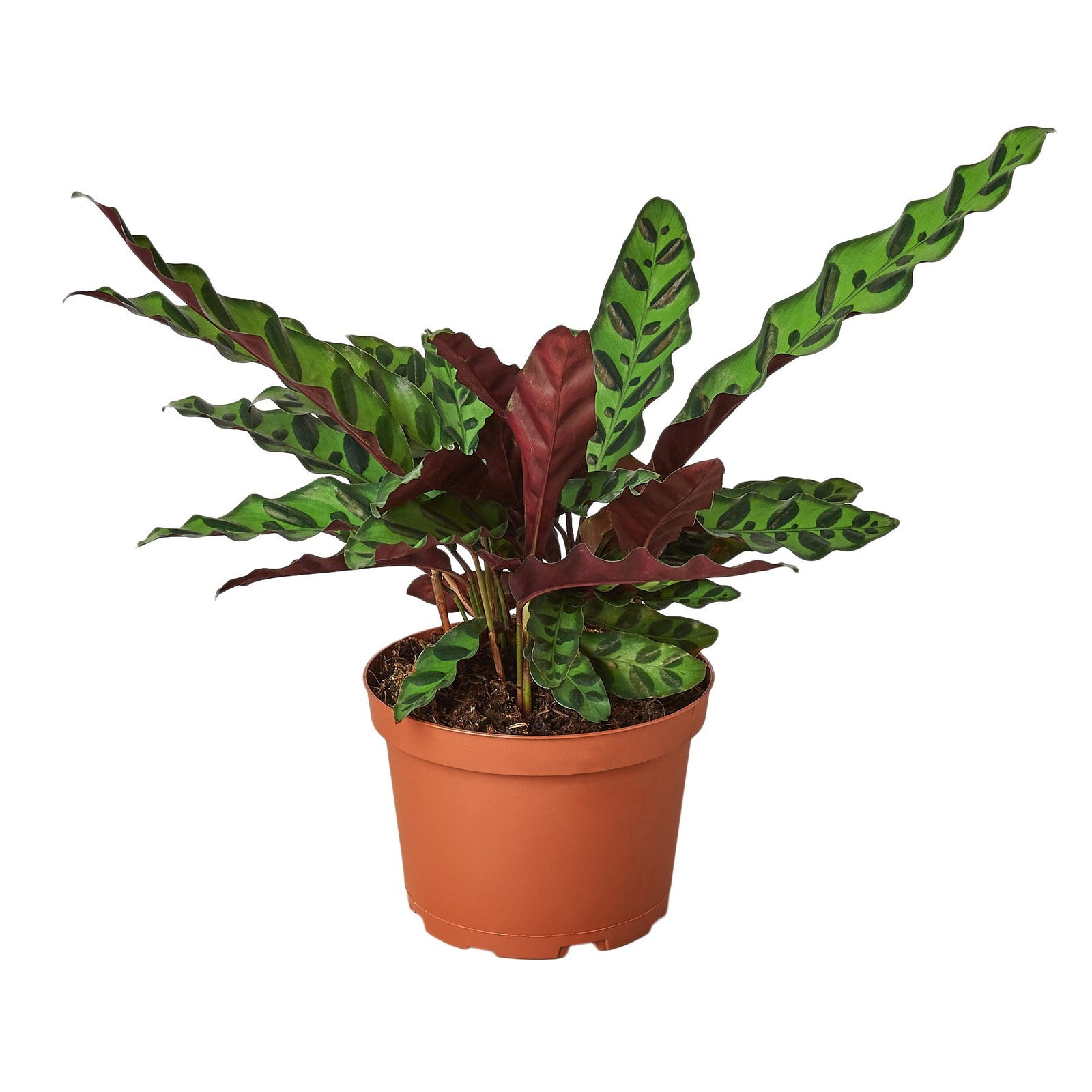 The Apopka 6" Calathea sp. Lancifolia features long, narrow green leaves with dark oval spots and burgundy undersides. It comes in a brown plastic pot and is displayed against a white background.