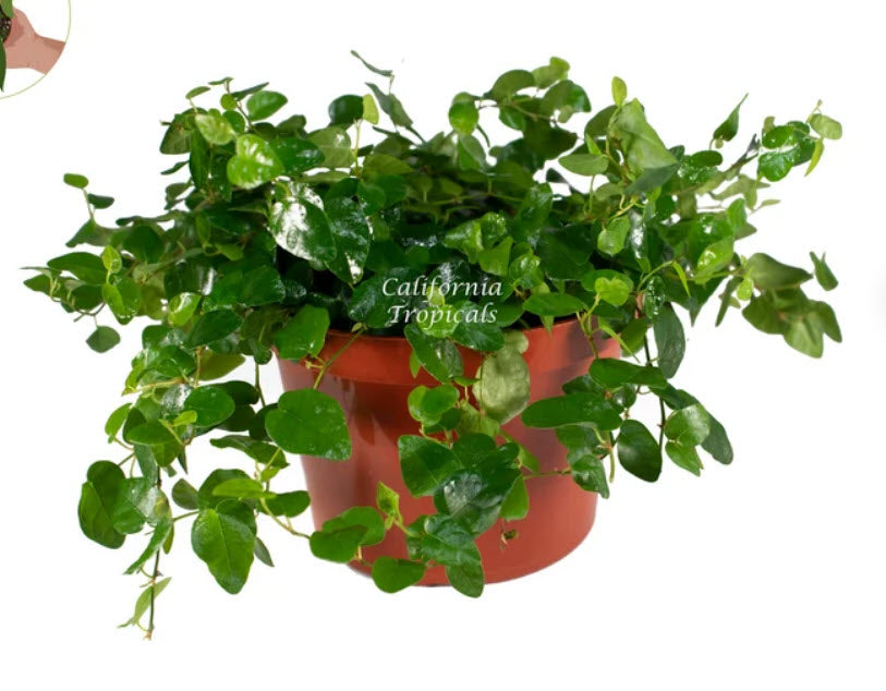The Apopka 4" Ficus sp. Repens features glossy, heart-shaped green leaves that trail over a brown plastic pot, beautifully displayed against a white background.