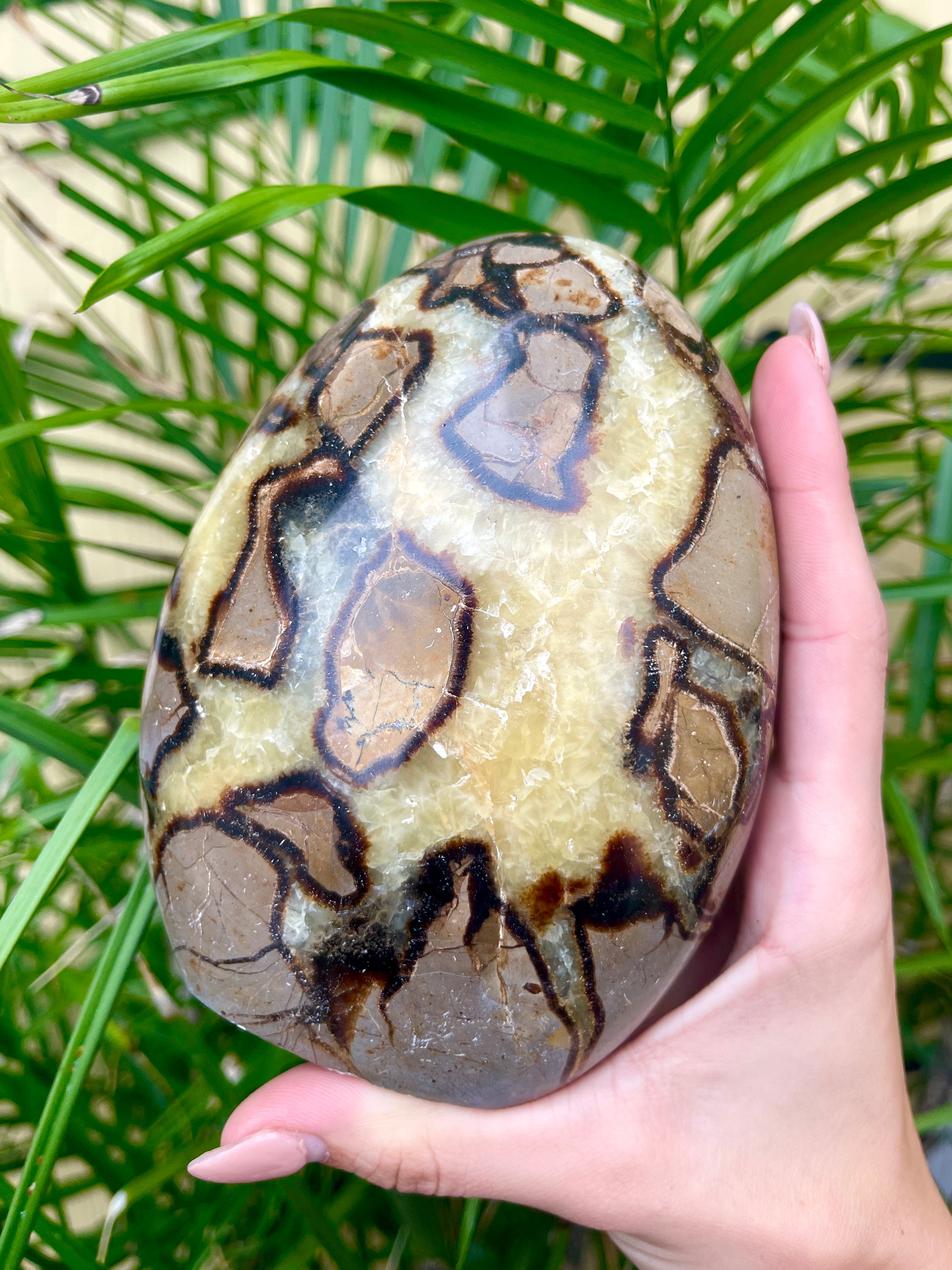 Septarian Free Forms