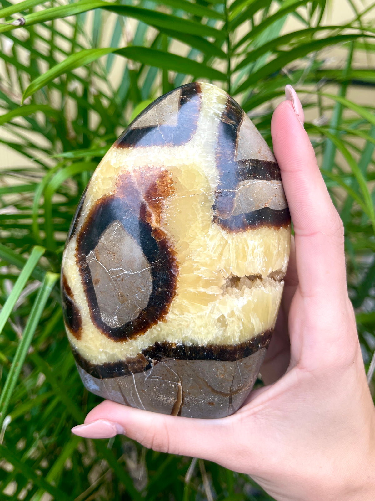 Septarian Free Forms