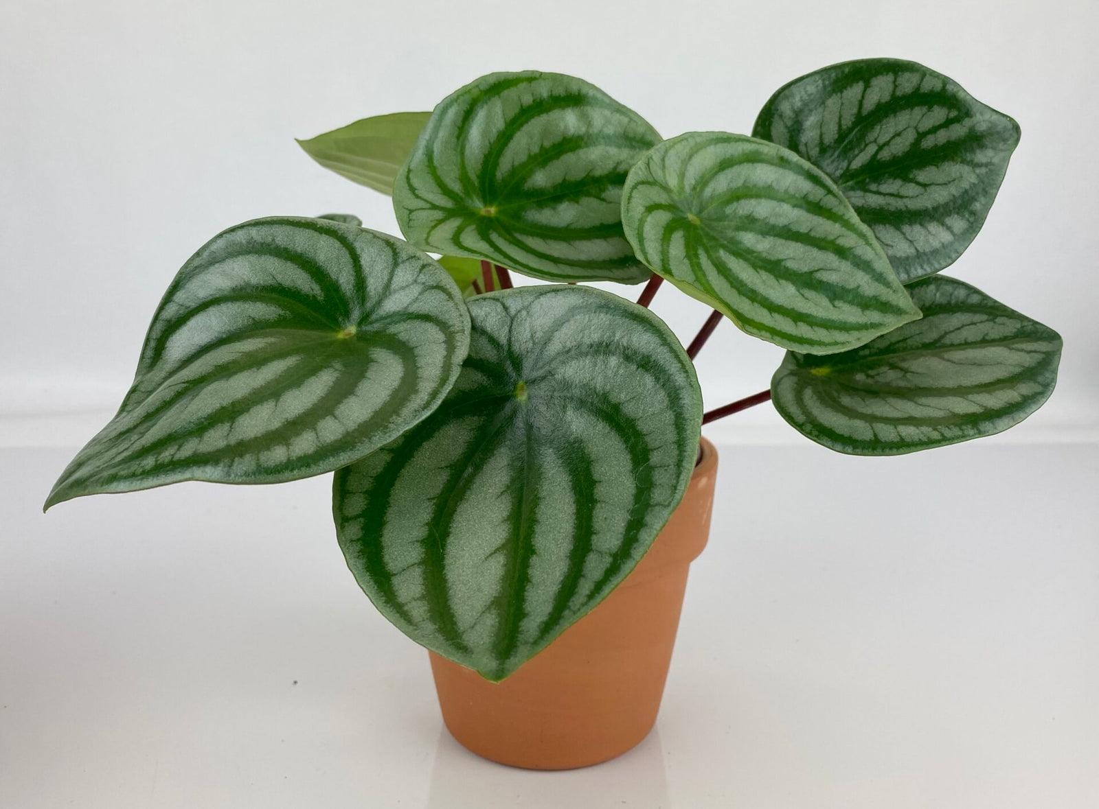 The Healing Hedge Witch's Peperomia Watermelon is a pet-friendly plant with heart-shaped green leaves patterned like watermelon rinds. Thrives in medium indirect light and prefers soil to dry between waterings. Shown against a white background.