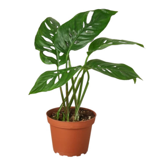 The Healing Hedge Witch’s Swiss Cheese Plant features green, hole-filled leaves in a small brown plastic pot. Thrives in bright indirect light, water when soil is 50% dry; not safe for pets.