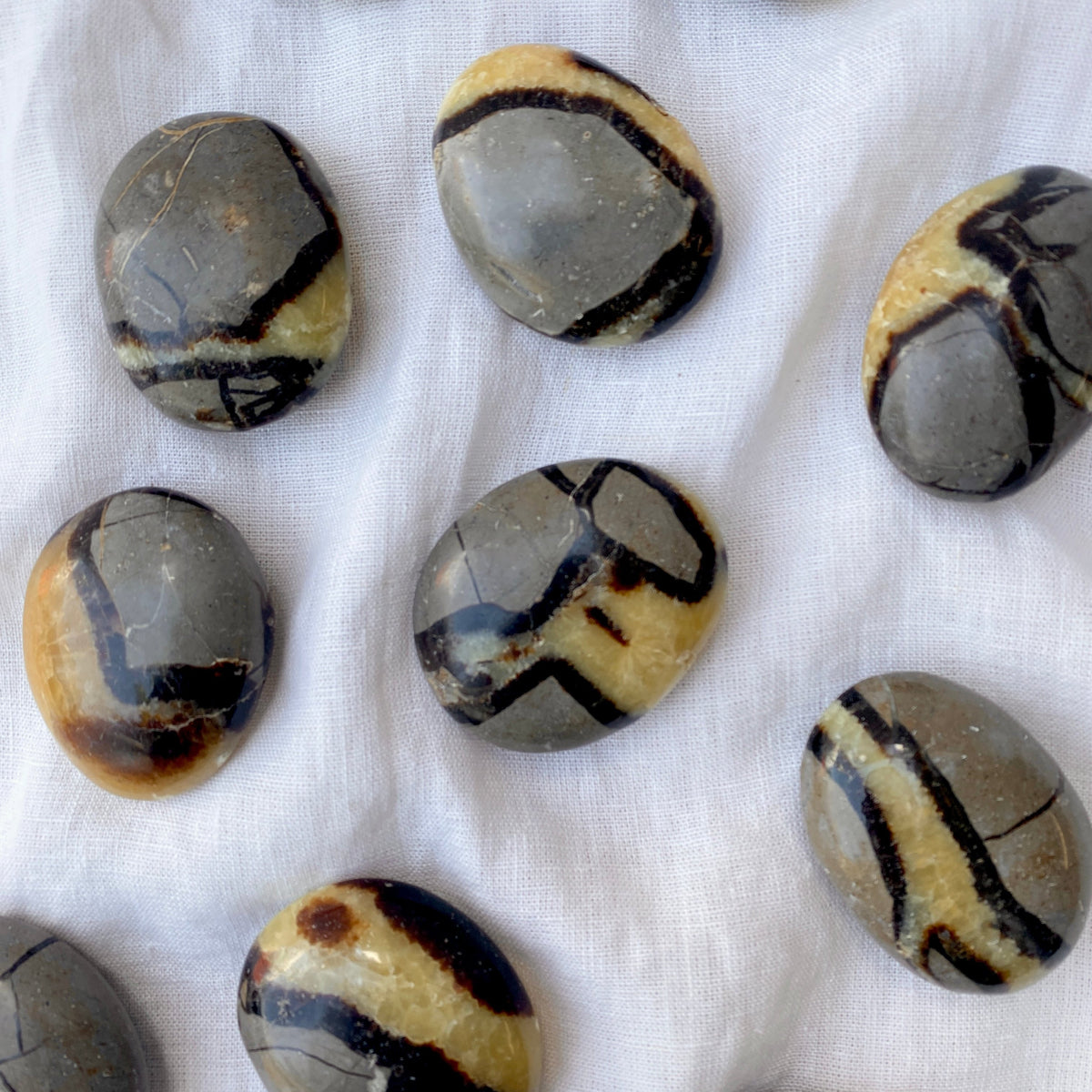 Septarian Palm Stone