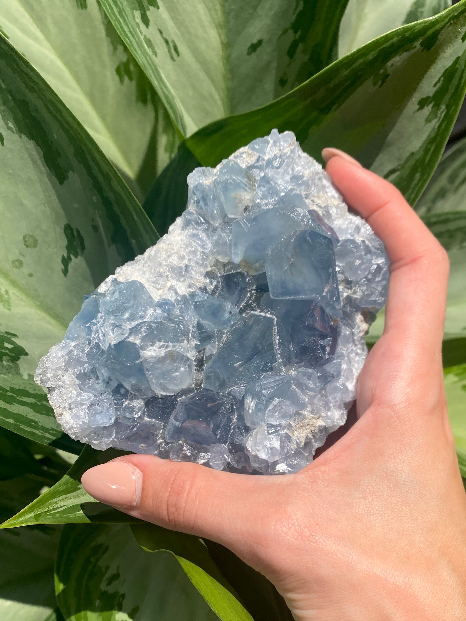 Celestite Rough Clusters