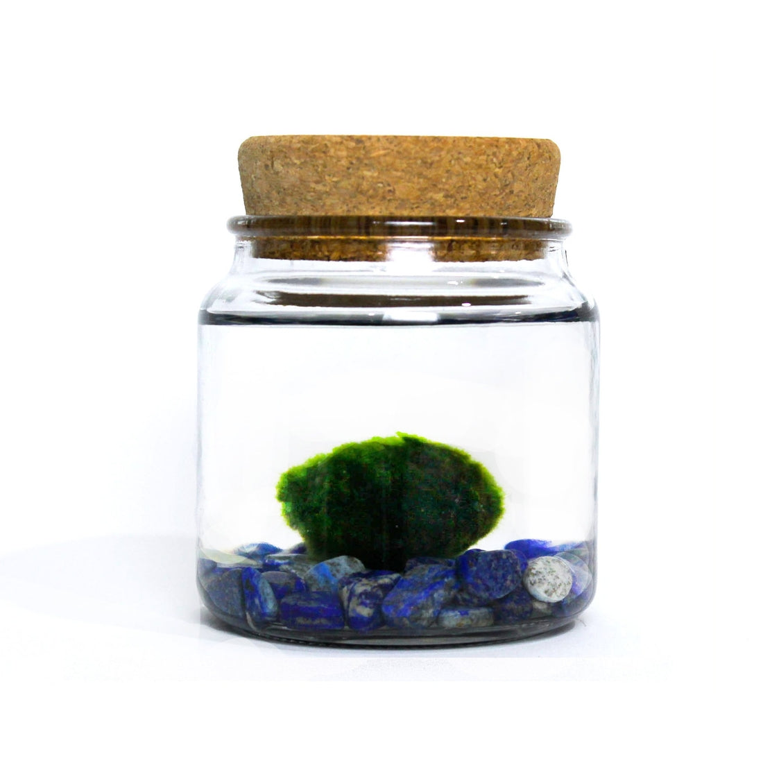 Lapis Lazuli Moss Amigo
