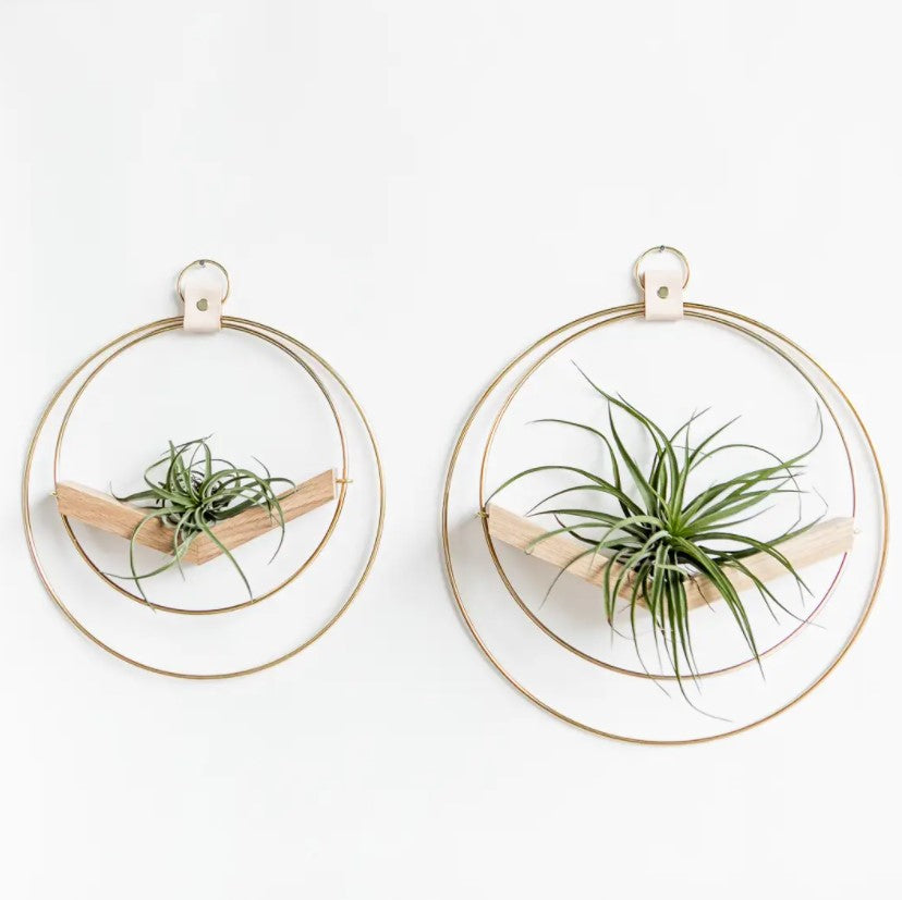 Plant V Hanger - Classic Shimmer