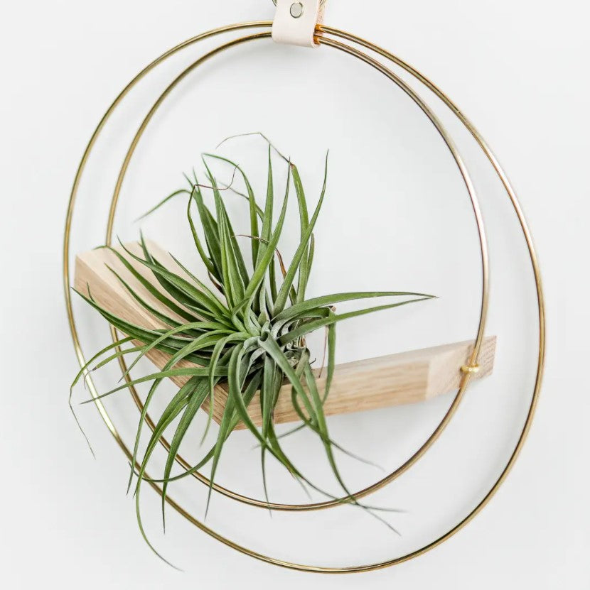 Plant V Hanger - Classic Shimmer