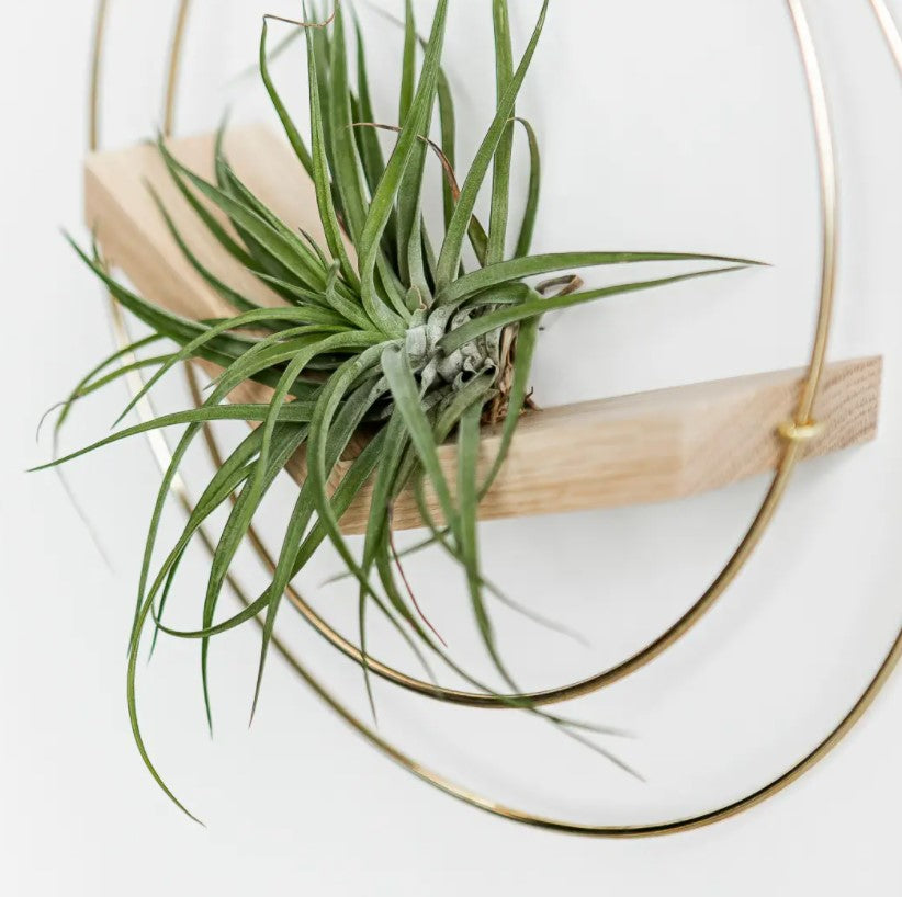 Plant V Hanger - Classic Shimmer