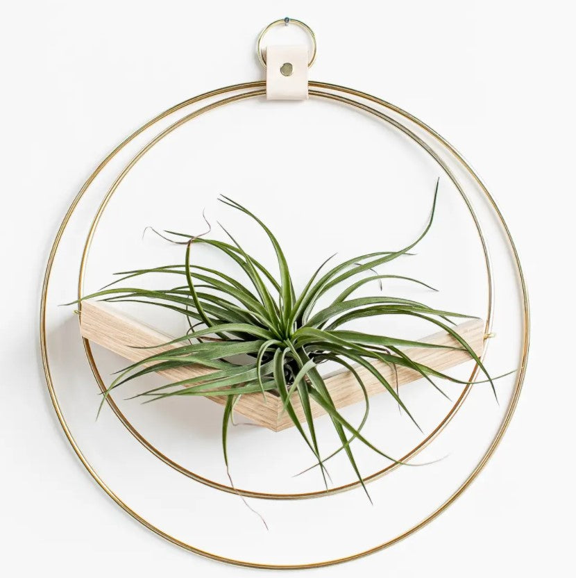 Plant V Hanger - Classic Shimmer